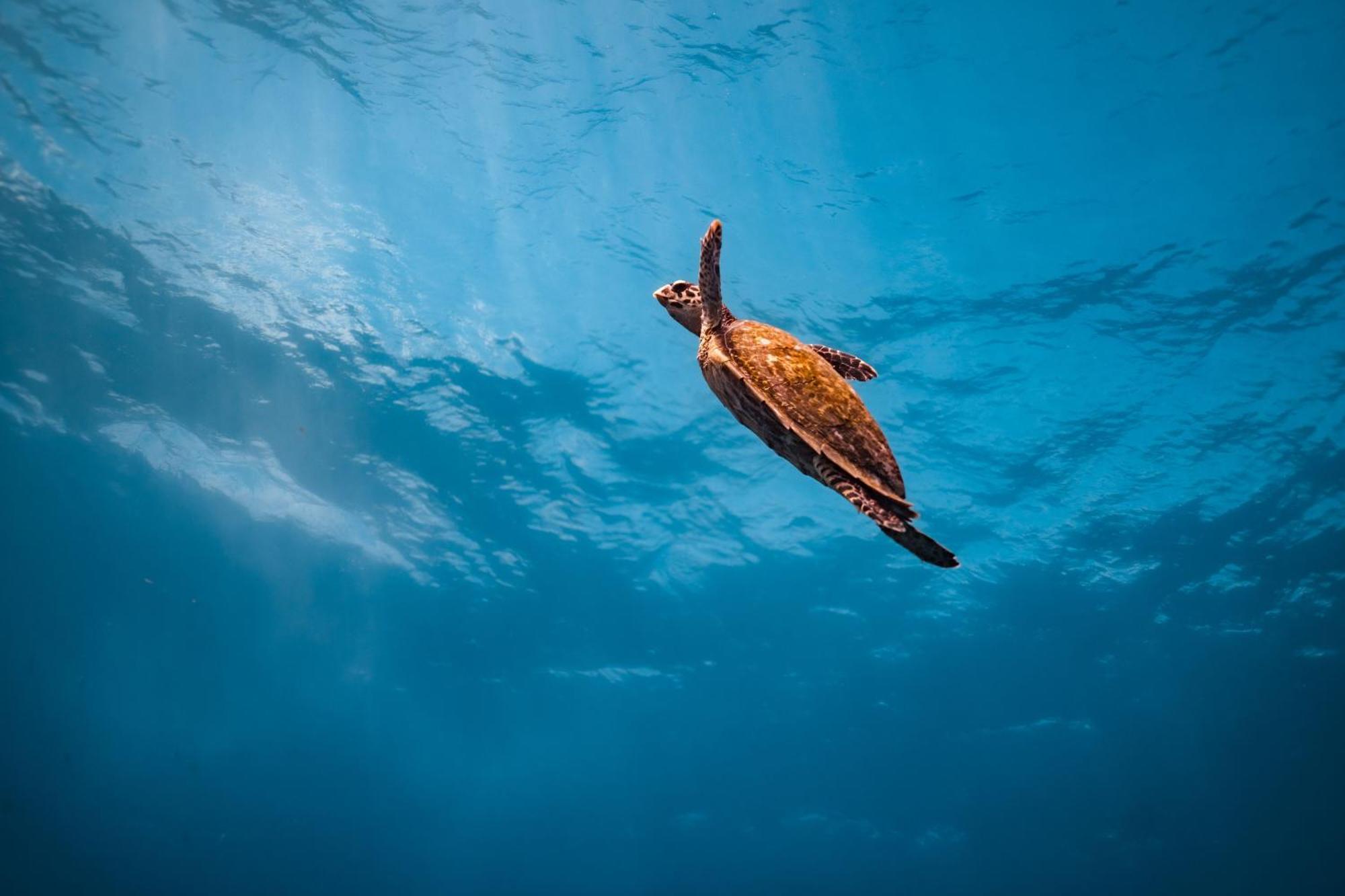 ホテル Cheval Blanc Seychelles タカマカ エクステリア 写真